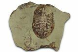 Colorful Asaphid Trilobite With Antennae - Fezouata Formation #353346-1